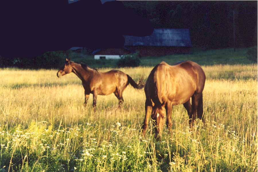freehorses