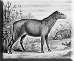 prehistoric-horse