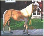 HAFLINGER