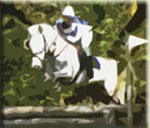Sportspony