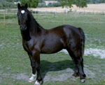 Welsh Cob stall-llacheu