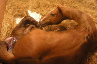 foaling