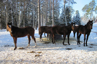 spring-yearlings