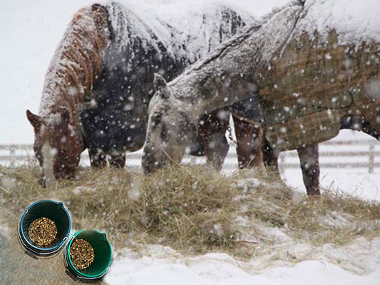 winterhorses-eating-hay550