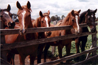 yearlings-look
